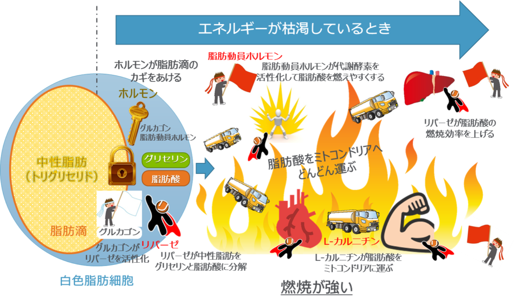 体脂肪を燃やすには 脂肪燃焼のメカニズムをわかりやすく徹底解説 ロジックダイエット