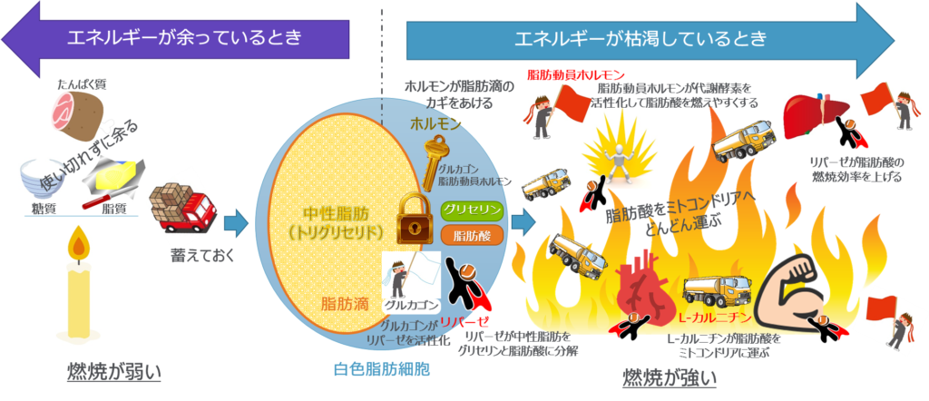 体脂肪を燃やすには 脂肪燃焼のメカニズムをわかりやすく徹底解説 ロジックダイエット