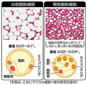 白色脂肪細胞と褐色脂肪細胞の違いをまとめた図