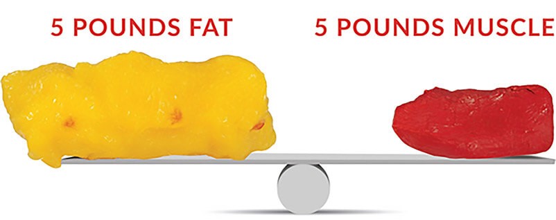 ５ポンドの脂肪と5ポンドの筋肉を比較した図