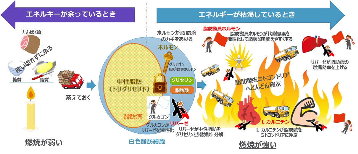 腹筋を割るプロテイン おすすめランキング 令和最新版 ロジックダイエット