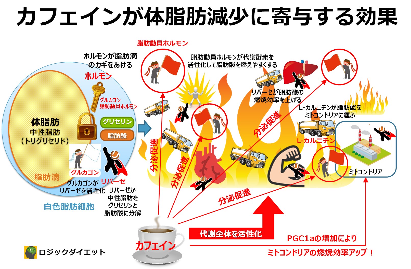 カフェインのダイエット効果 体脂肪を減らす手助けに 徹底調査結果まとめ ロジックダイエット