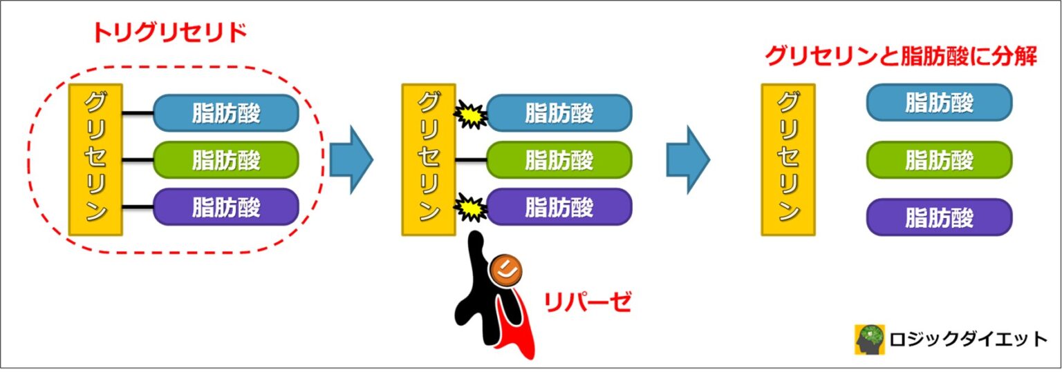 カフェインのダイエット効果!体脂肪を減らす手助けに|徹底調査結果まとめ ロジックダイエット カフェインのダイエット効果!体脂肪を減らす手助けに|徹底調査結果まとめ ロジックダイエット