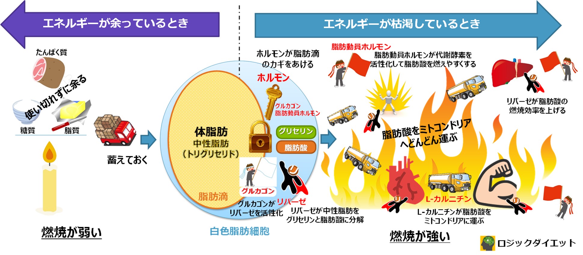 カルニチンでダイエット 体脂肪を燃やす方法を図解で徹底解説 ロジックダイエット
