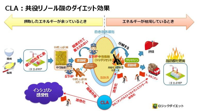 CLAサプリとは？図解を用いてどこよりもわかりやすく徹底解説！ ロジックダイエット