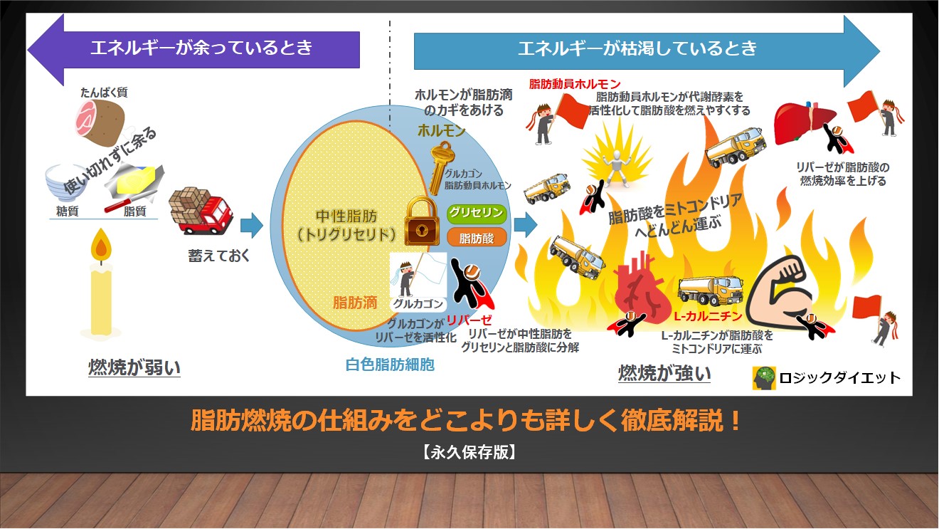 体脂肪を燃やすには 脂肪燃焼のメカニズムをわかりやすく徹底解説 ロジックダイエット